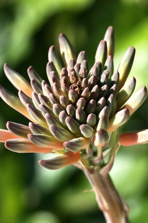 Cactus Bloom